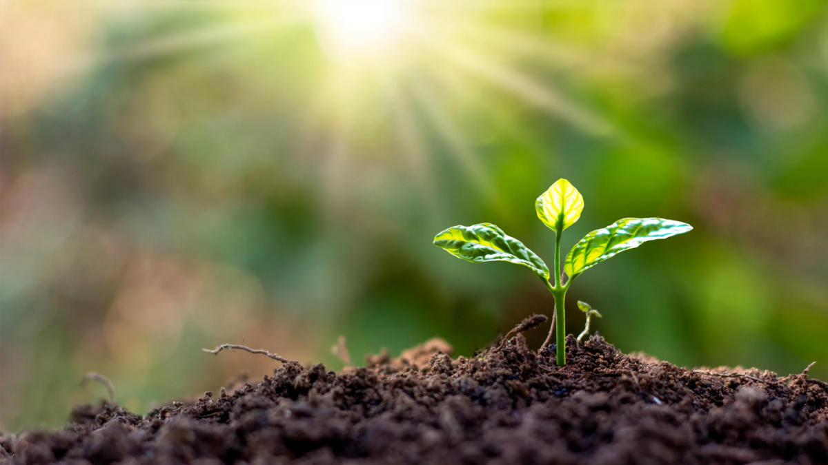 Coaching para mujeres profesionales y emprendedoras: planta creciendo como símbolo de confianza, claridad y resultados en carrera y negocio.